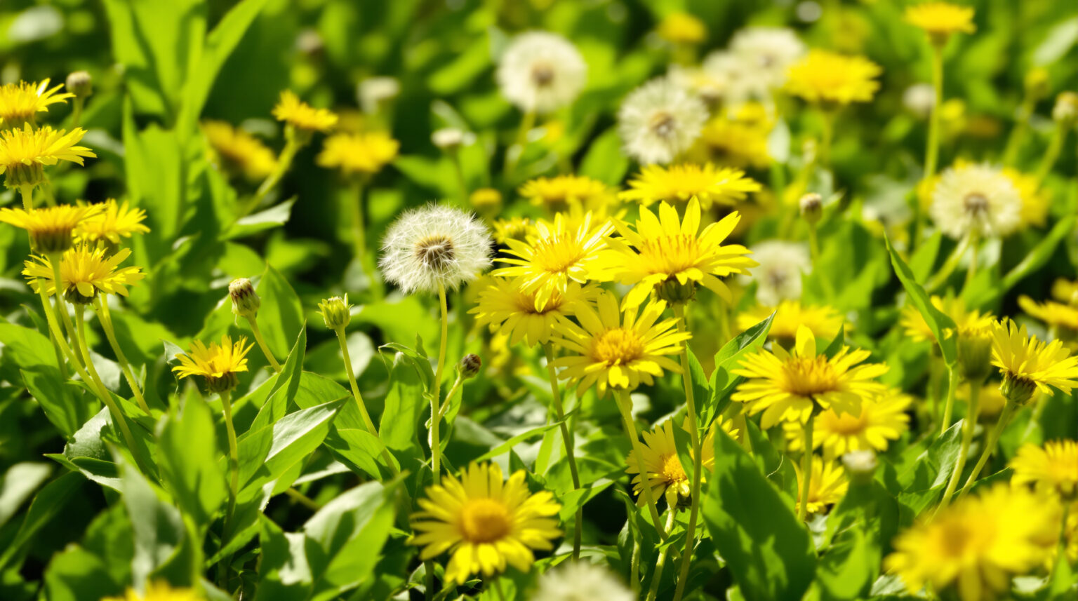 Recolte pissenlit sauvage : Guide complet pour profiter de ses bienfaits et recettes faciles