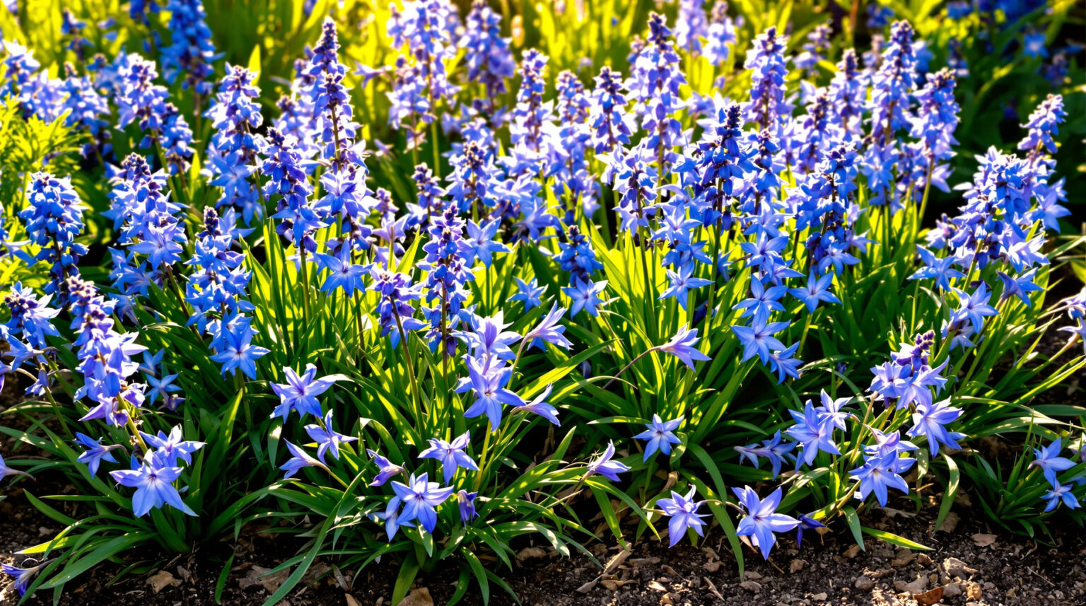 Scille du Pérou : Découvrez ses bienfaits et comment l’utiliser en jardinage